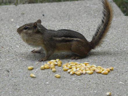 Chipmunk
