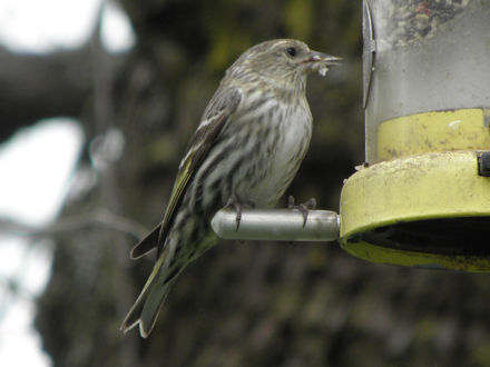 Goldfinch