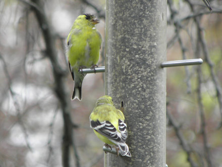 Goldfinches