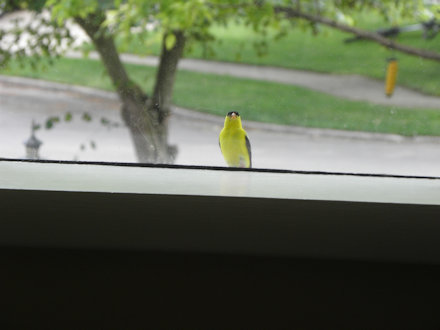 Goldfinch