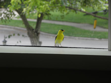 Goldfinch