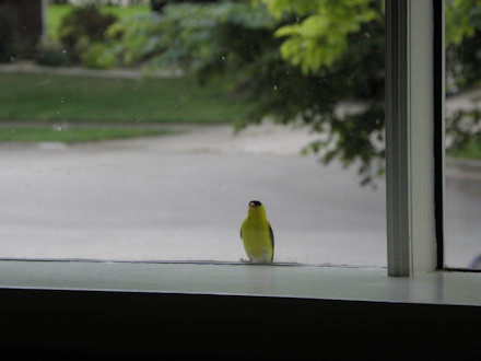 Goldfinch