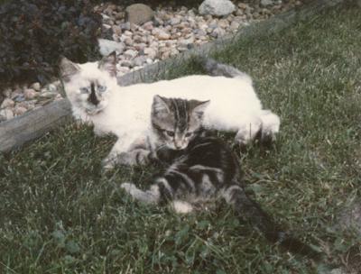 Angel & Tiger