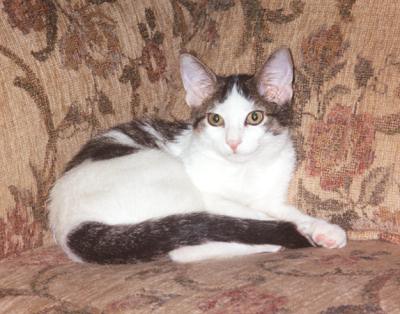 Domino