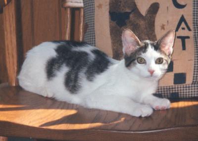 Domino