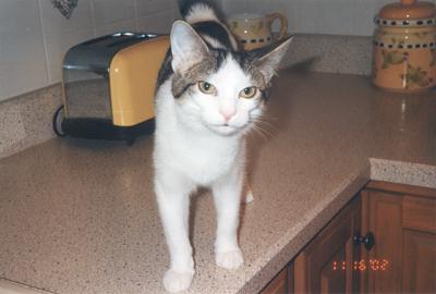Domino