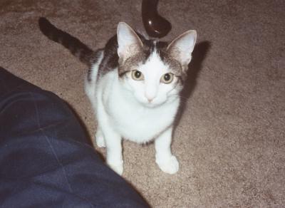Domino