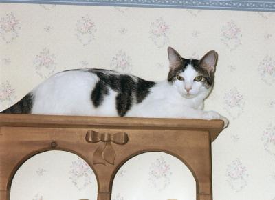 Domino
