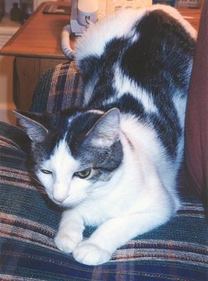 Domino