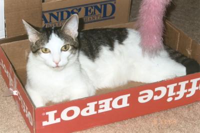 Domino