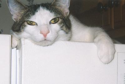 Domino
