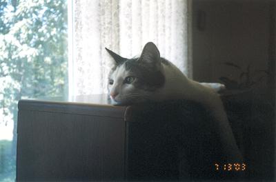 Domino