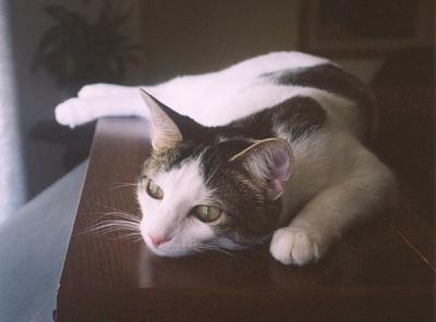 Domino