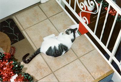 Domino