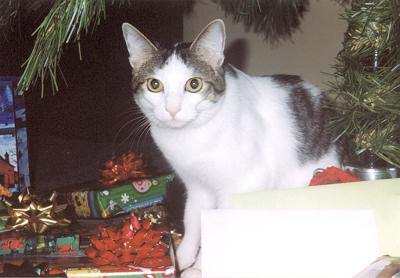 Domino