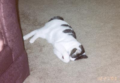 Domino