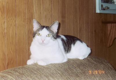 Domino