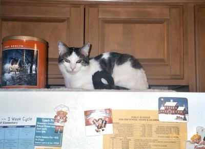 Domino