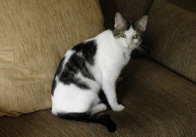 Domino