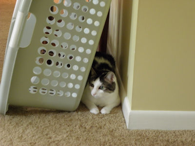 Domino