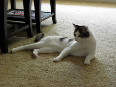 Domino