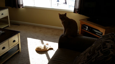 PETNAME