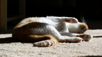 PETNAME