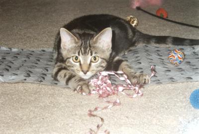Louie