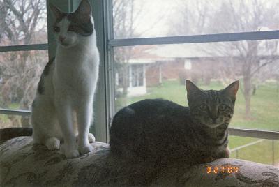 Domino & Louie