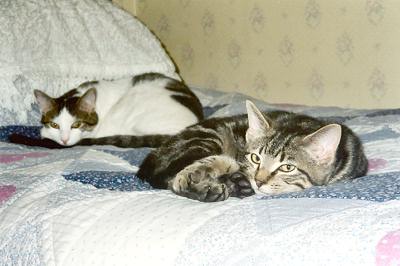 Domino & Louie