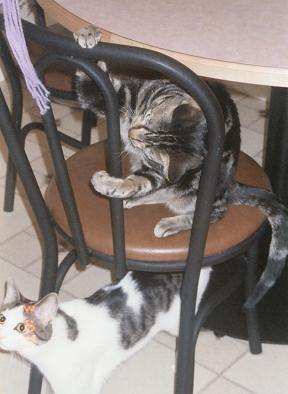 Louie & Domino