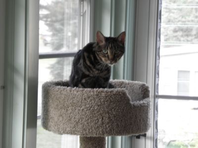 Louie