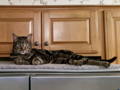 Louie