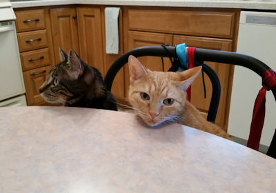 Louie & Stewie