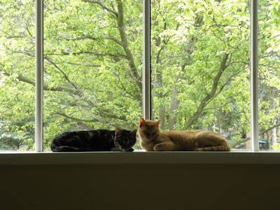 Louie & Stewie