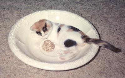 Phoebe