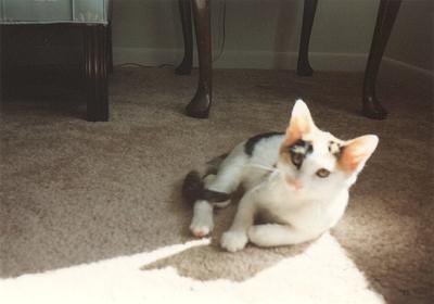 Phoebe