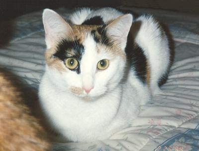 Phoebe