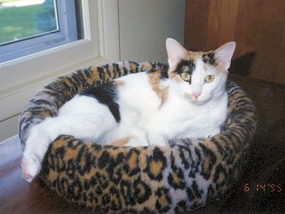 Phoebe