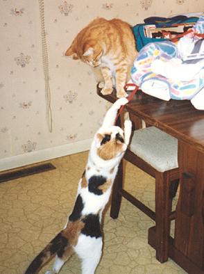 Phoebe & Mario