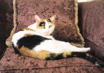 Phoebe