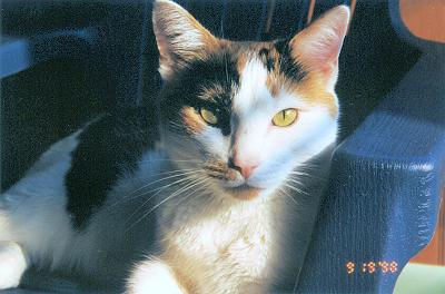 Phoebe