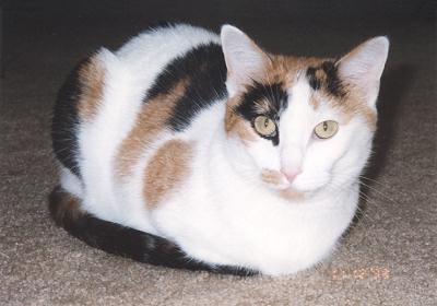 Phoebe