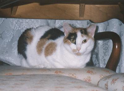 Phoebe