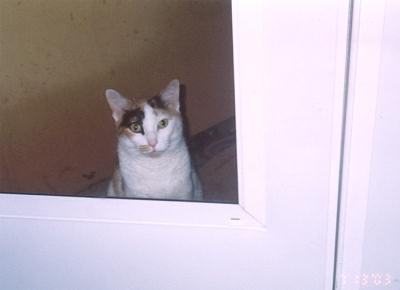 Phoebe