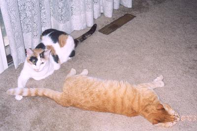 Phoebe & Mario