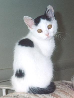 Spots