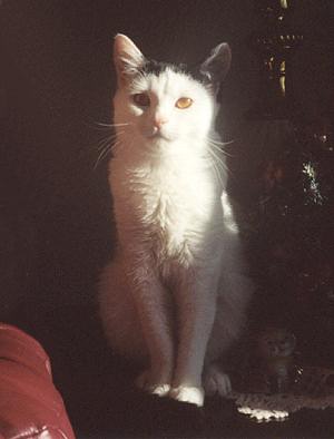 Spots
