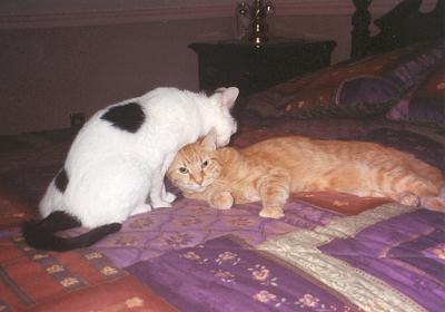 Spots & Mario