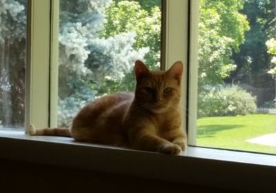 Stewie